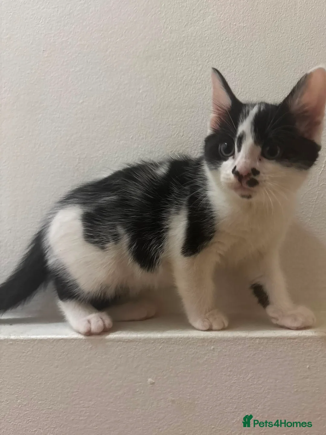 Mixed Breed cats for sale: Sweet and fluffy kitten - Advert 3