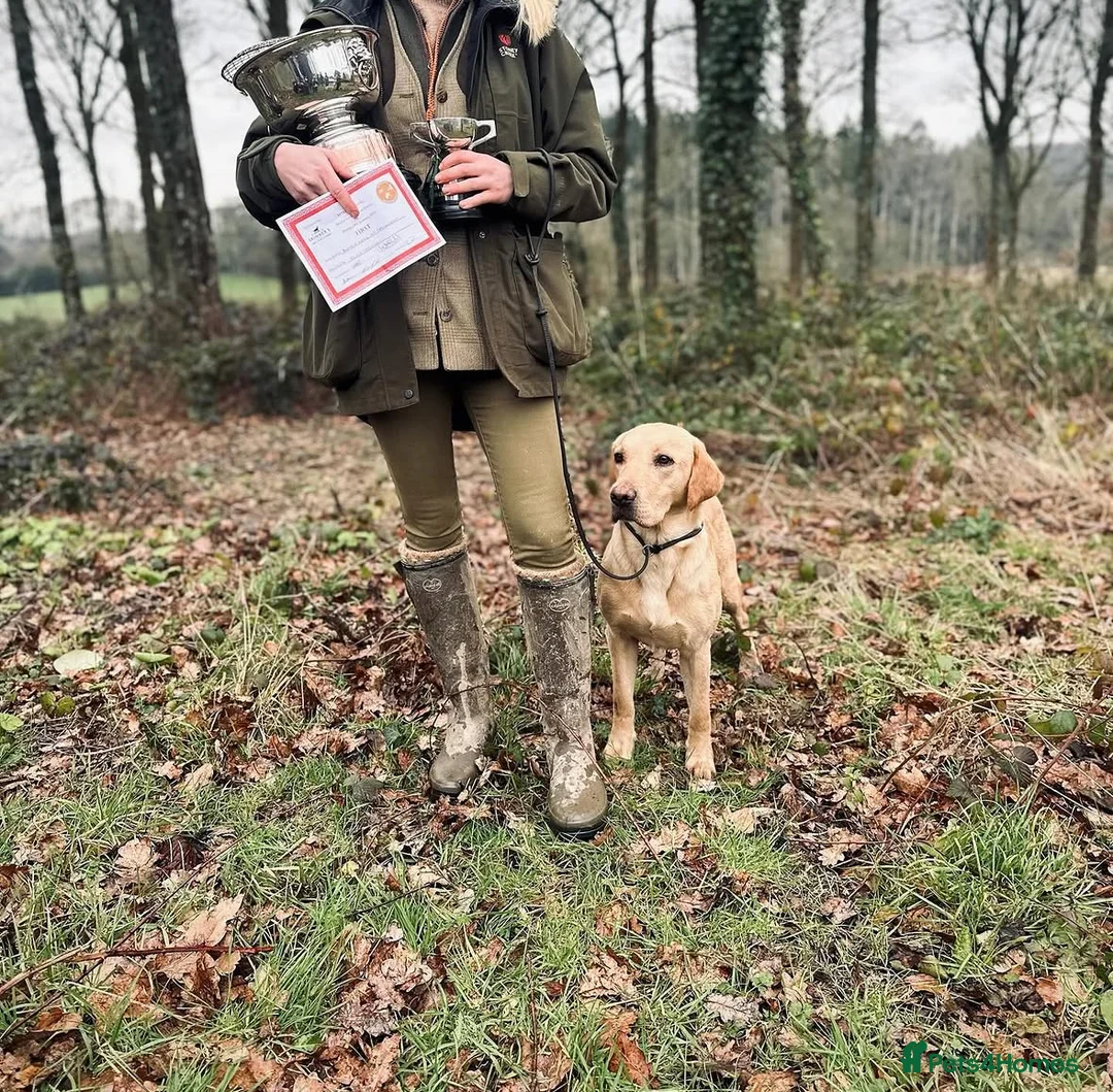 Labrador Retriever dogs for sale: KC Registered Yellow Labrador Bitch Puppy in Trowbridge - Advert 10