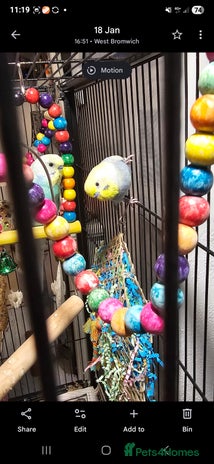 Budgerigars birds - Advert 11