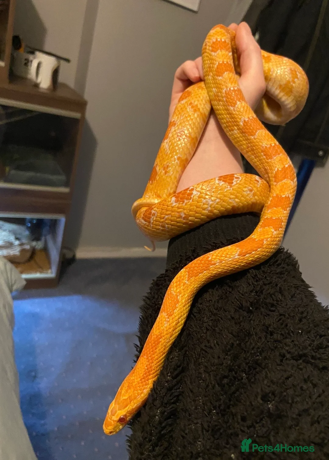 Corn Snake reptiles for sale: Terry the Cornsnake - Advert 2