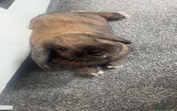 German Lop rabbits for sale: Home bunny - Image 3