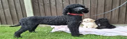 Goldendoodle dogs for sale: Health tested Standard Goldendoodles in Reading - Advert 1