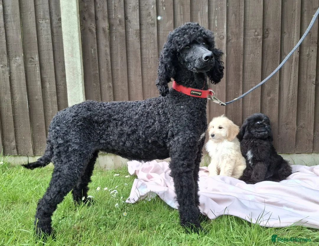 Goldendoodle dogs for sale: Health tested Standard Goldendoodles in Reading - Advert 1