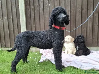 Goldendoodle dogs Health tested Standard Goldendoodles - Advert 4