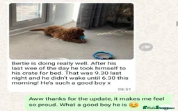 Mini Goldendoodle dogs for sale: 👑Superb Rare Toy/Mini Deepest Red Goldendoodles👑 - Image 37