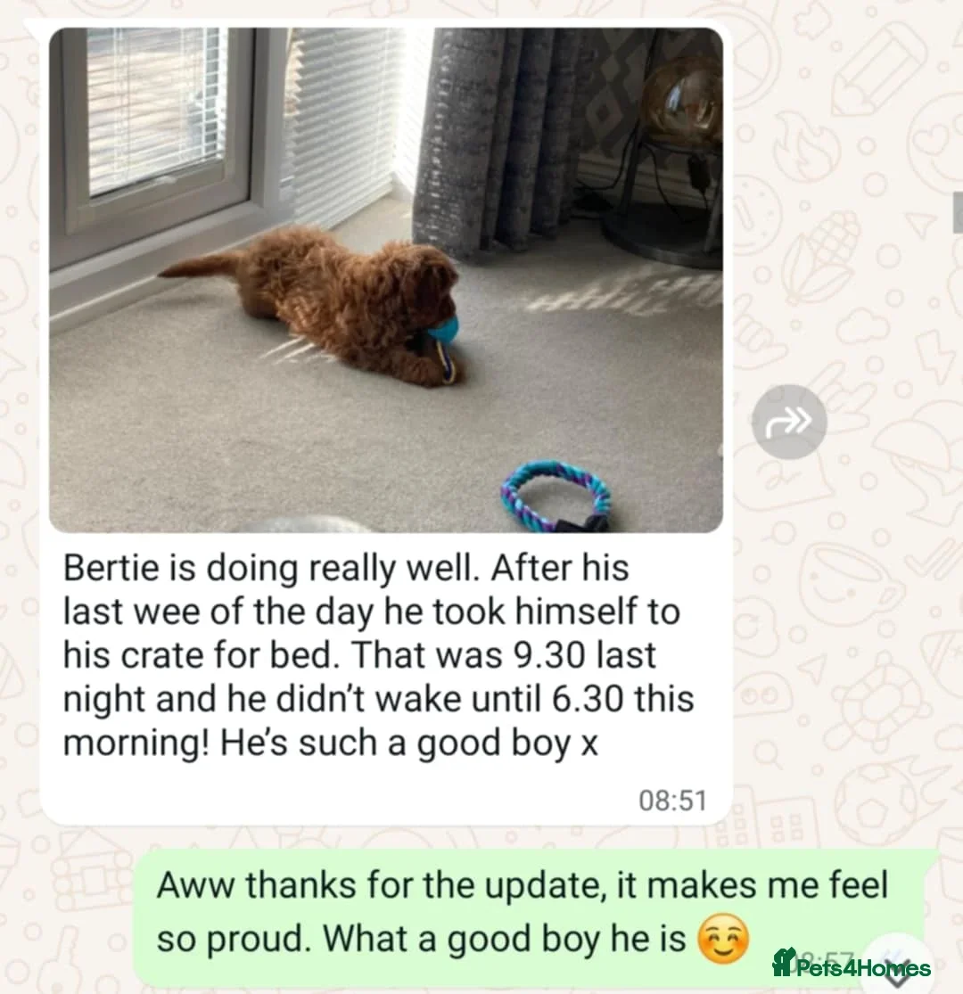 Mini Goldendoodle dogs for sale: 👑Superb Rare Toy/Mini Deepest Red Goldendoodles👑 - Image 37