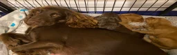 Cocker Spaniel dogs for sale: Working Cocker Spaniel Puppies for sale - Advert 11