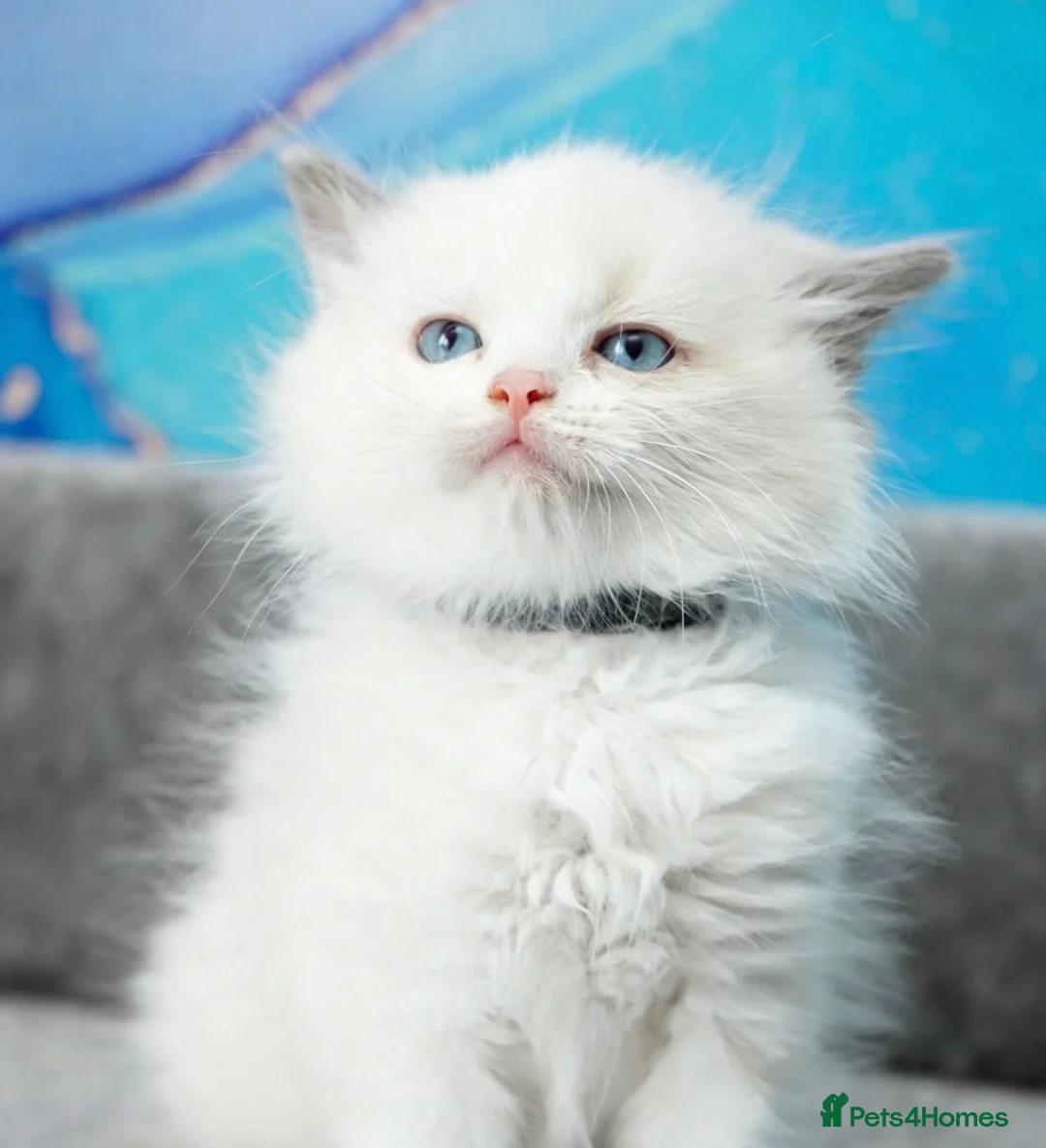 Ragdoll cats for sale: blue bicolour boys and girls available  - Advert 2