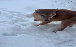 Japanese Shiba Inu dogs for sale: Female Shiba Inu  - Image 2
