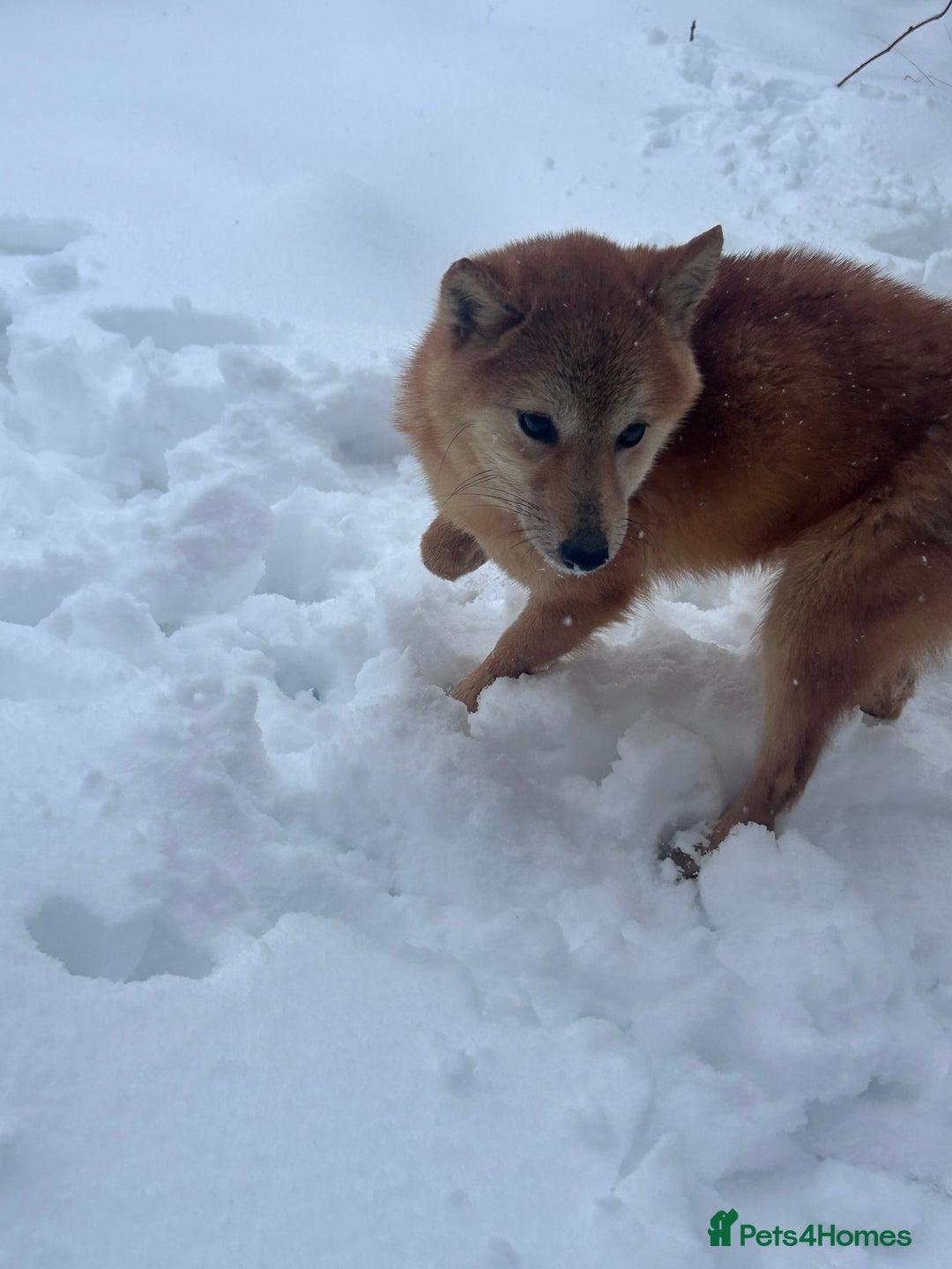 Japanese Shiba Inu dogs for sale: Female Shiba Inu  - Image 2