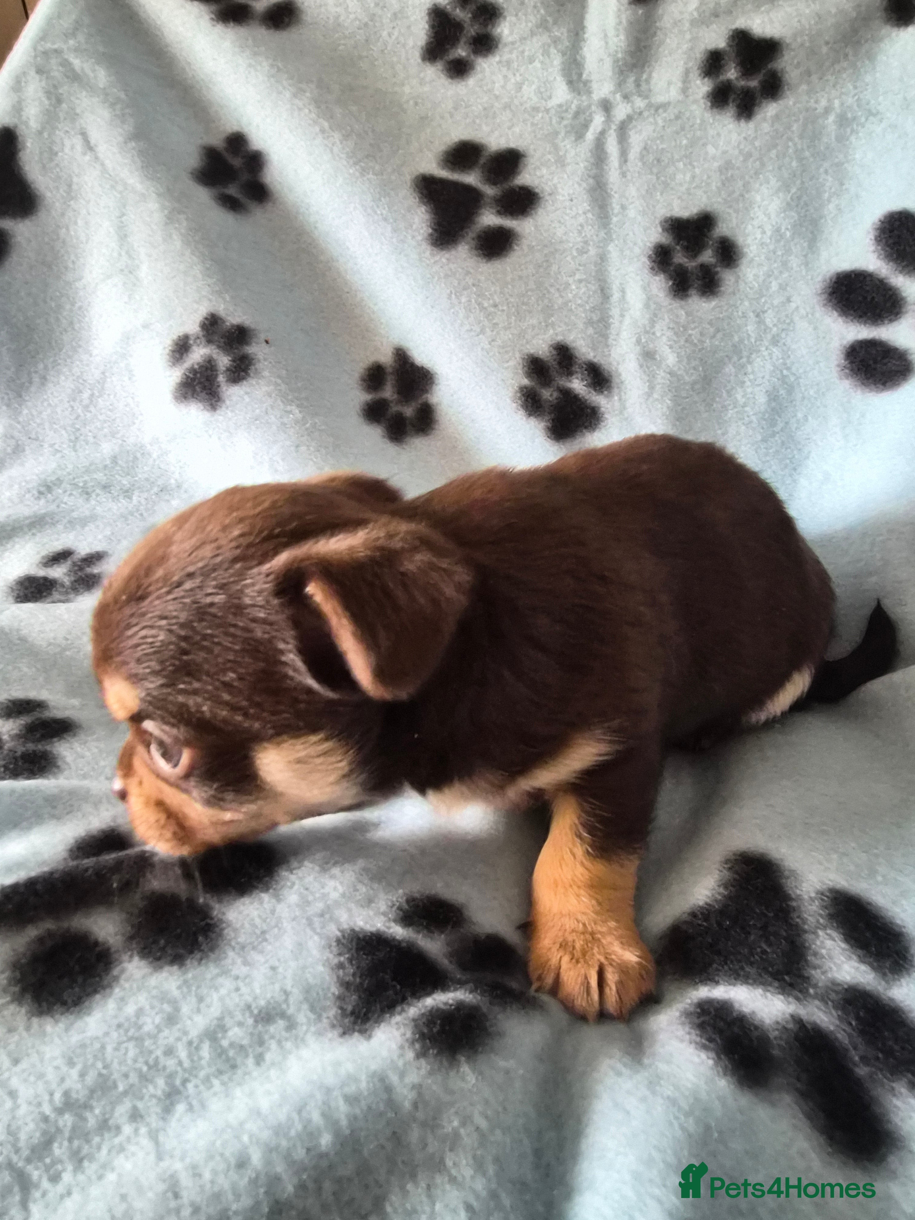 Chihuahua dogs Chihuahua puppies - Advert 15