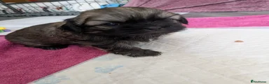 Mixed Breed Puppy 1