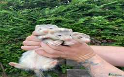Ferret rodents for sale: Young Ferrets  - Image 5