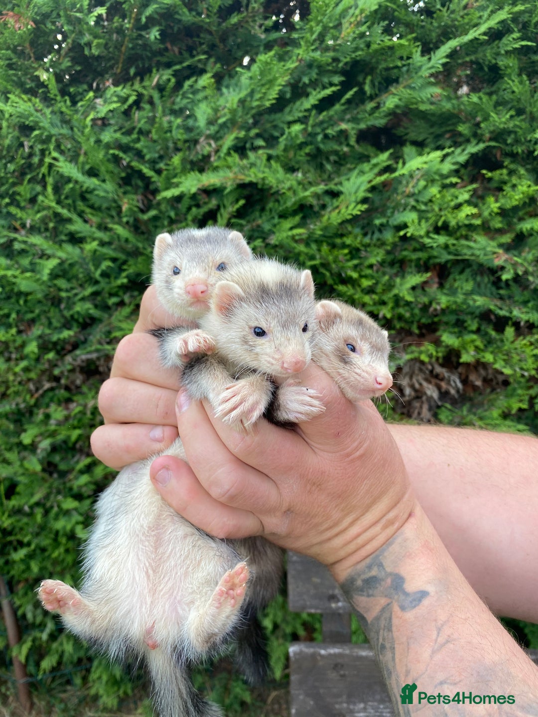 Ferret rodents for sale: Young Ferrets  - Image 5
