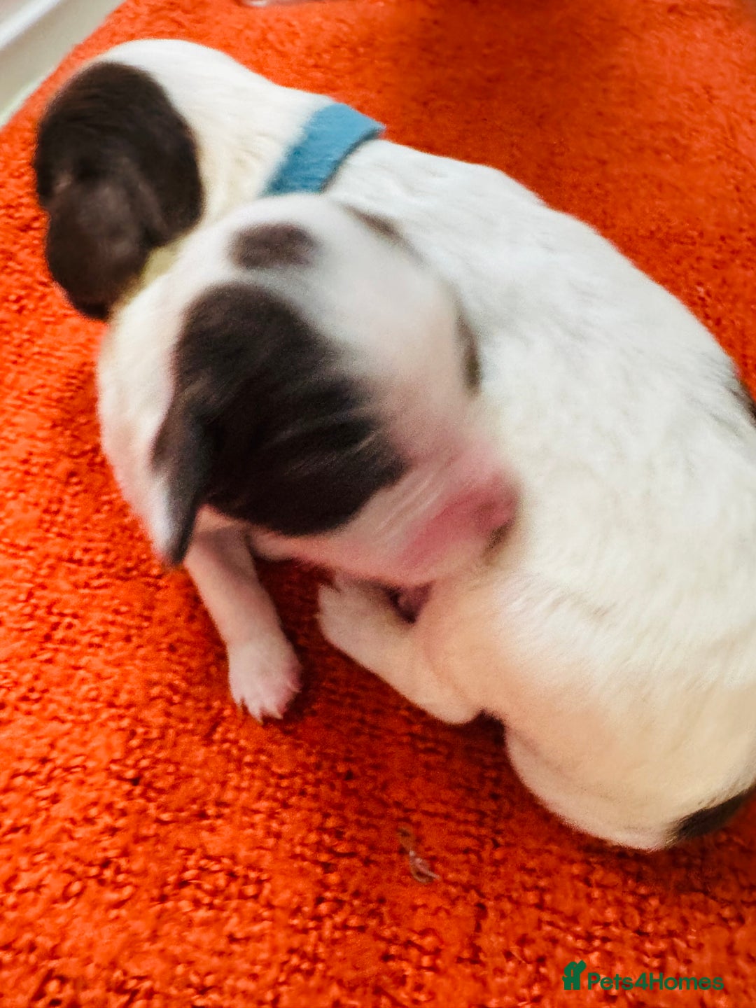 English Springer Spaniel dogs for sale: KC Quality English Springer Spaniels - Image 36