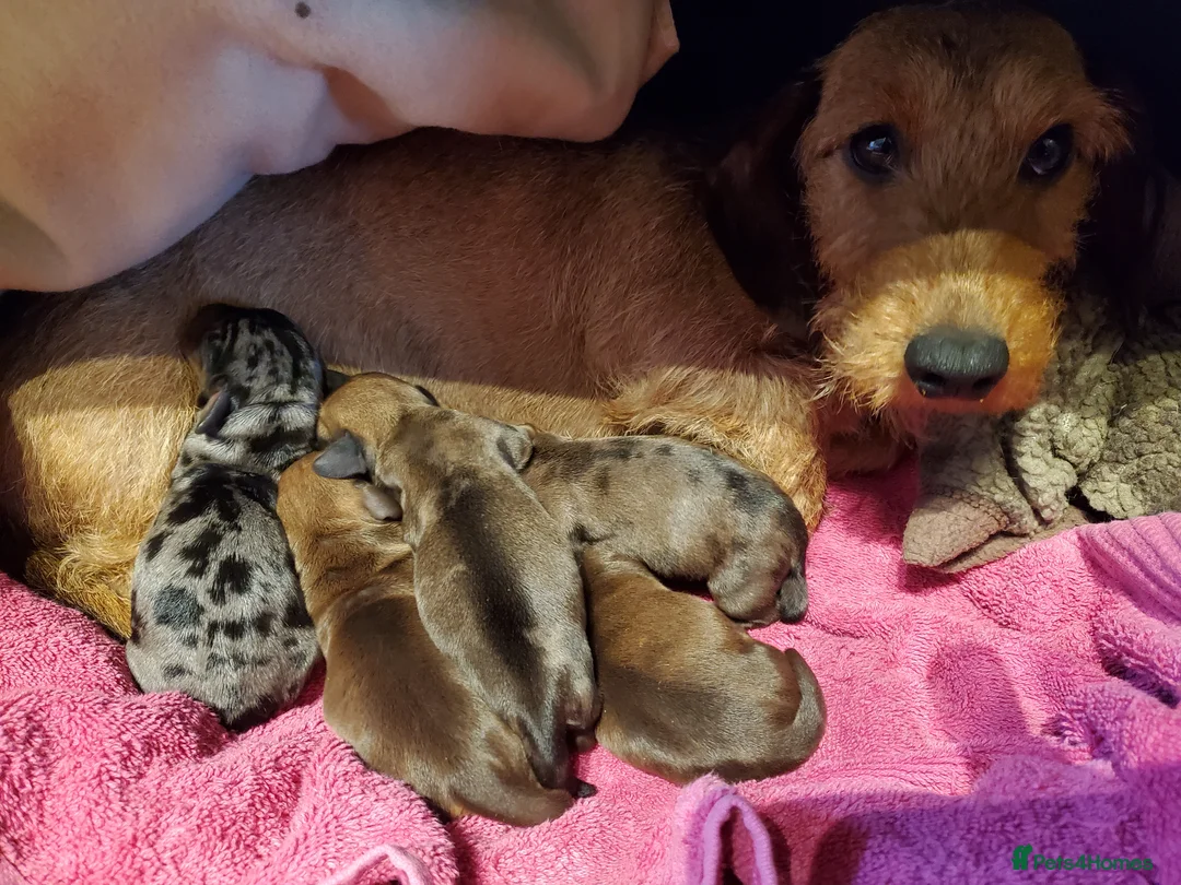 Miniature Dachshund dogs for sale: KC reg miniature wirehaired Dachshunds - Advert 1