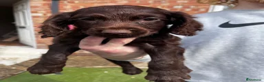 Cocker Spaniel 1
