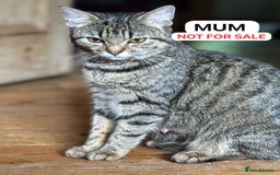 British Shorthair cats for sale: Friendly and beautiful kittens - ready now  - Image 13