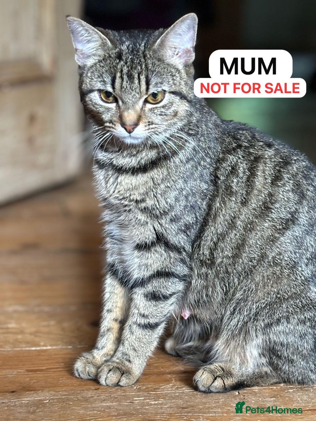 British Shorthair cats for sale: Friendly and beautiful kittens - ready now  - Image 13