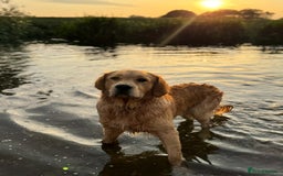 Golden Retriever dogs for stud: Golden retriever - Image 6