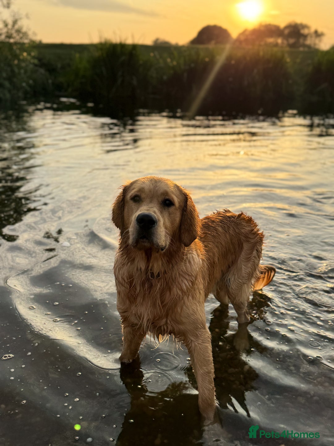 Golden Retriever dogs for stud: Golden retriever - Image 6
