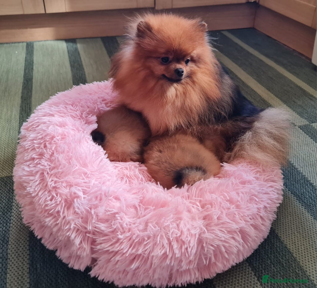 Pomeranian dogs for sale: KC Tiny Teddy Bear Pomeranian Girls - Image 14