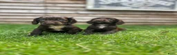 Cockapoo dogs for sale: Stunning F1 Miniature Cockerpoo Puppies - Advert 34