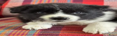 Border Collie 2