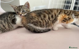 British Longhair cats for sale: 5 ADORABLE FLUFFY BRITISH LONG HAIR KITTENS - Image 11
