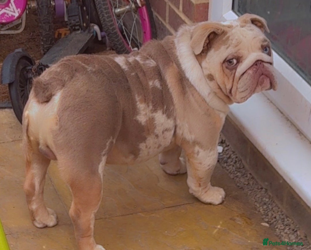 English Bulldog dogs for sale: Butch  - Advert 2