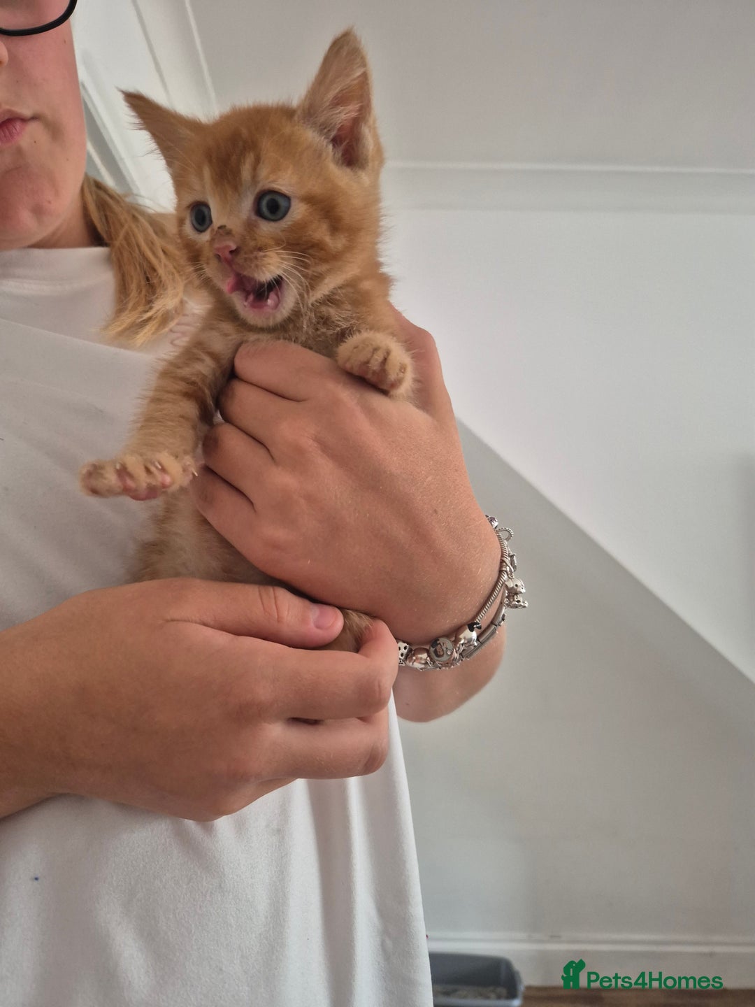 Mixed Breed cats for sale: Beautiful kittens  - Image 14