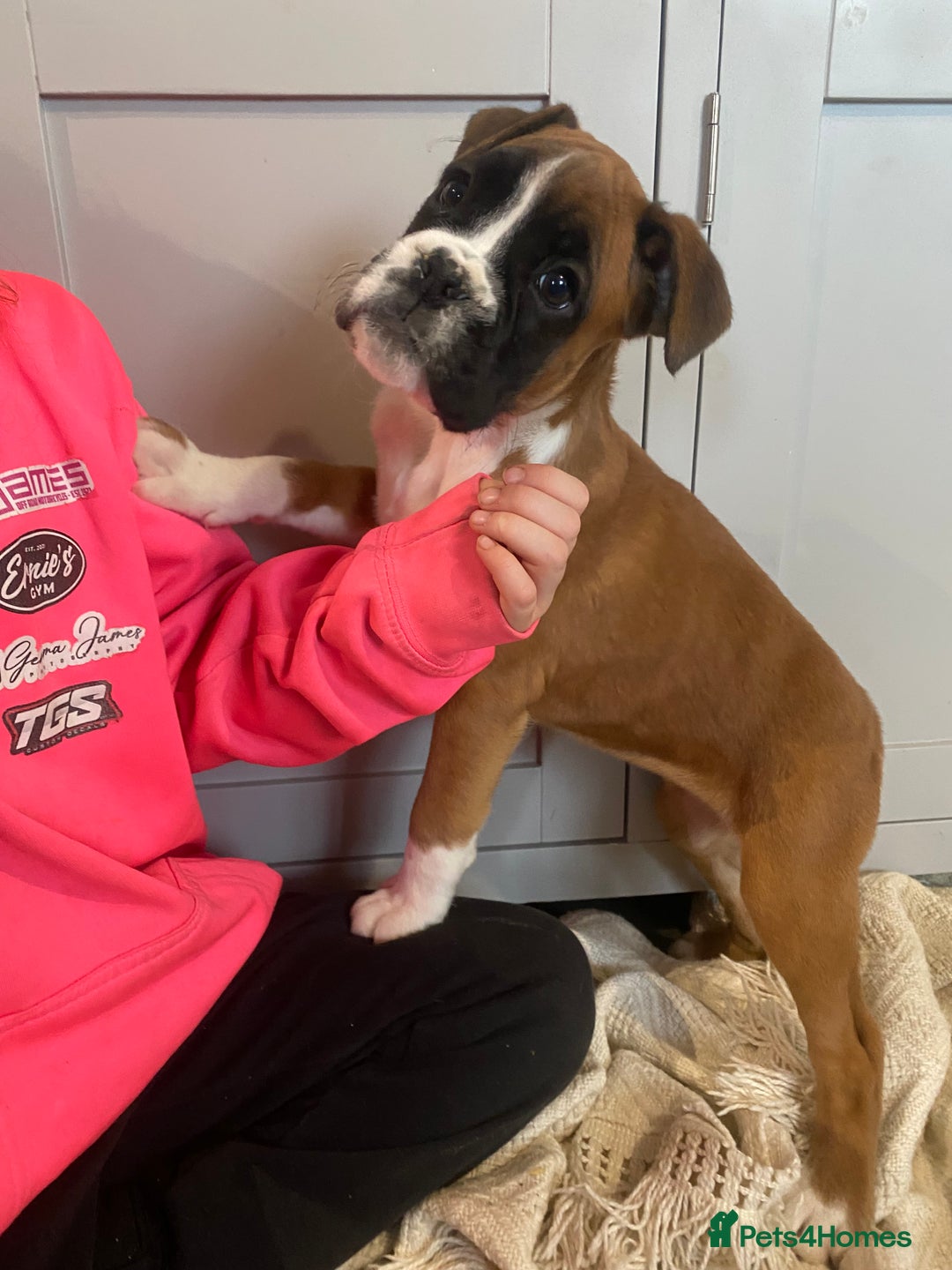 Boxer dogs for sale: 🌟 Beautiful Boxer Puppies for Sale 🌟 - Advert 14