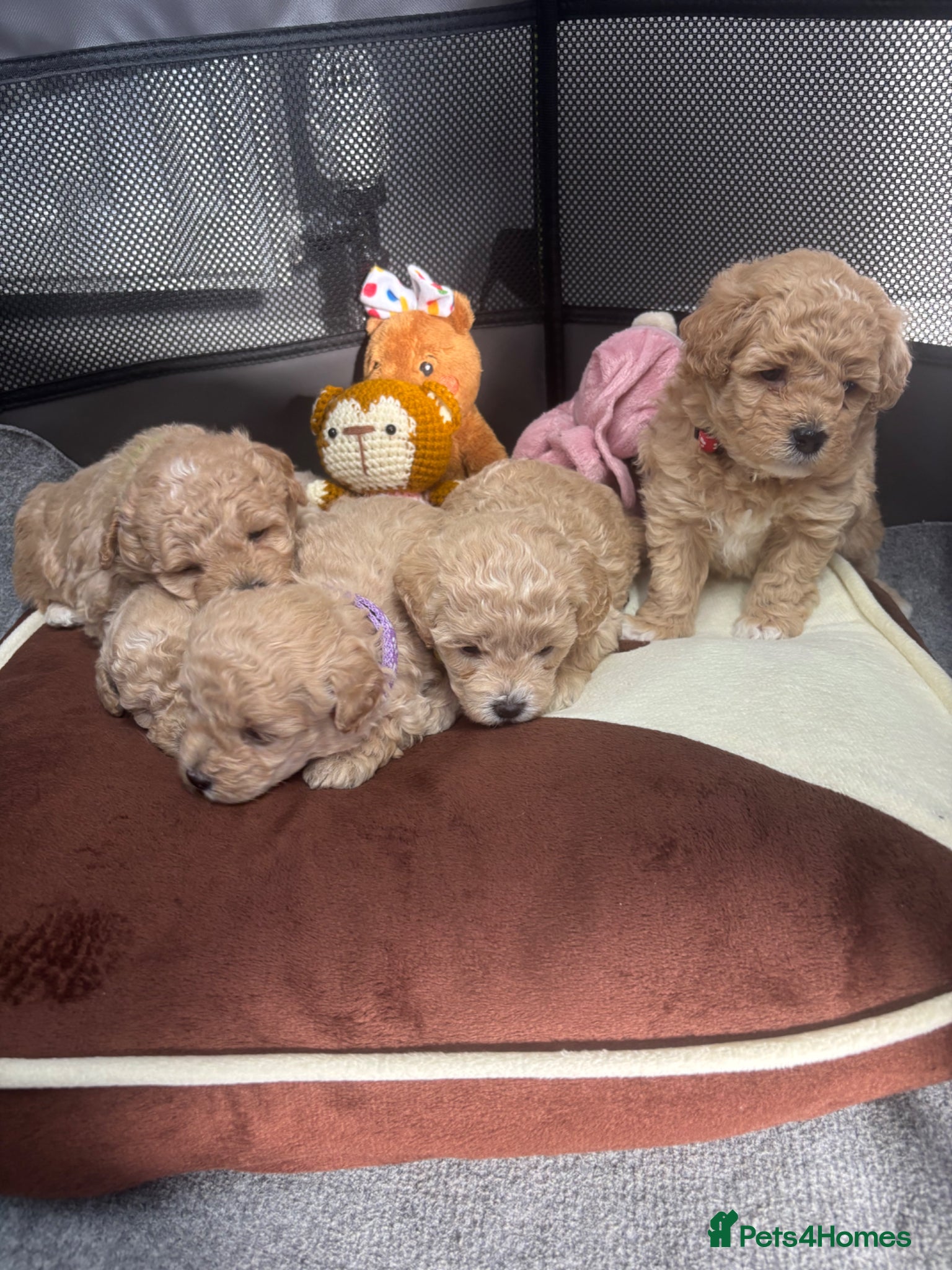 Maltipoo dogs F1 maltipoo  - Advert 1