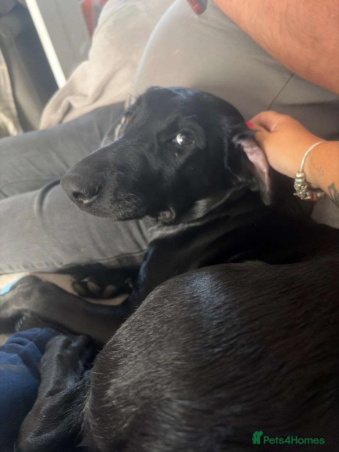 Labrador Retriever dogs for sale: Beautiful Lab female  - Advert 2