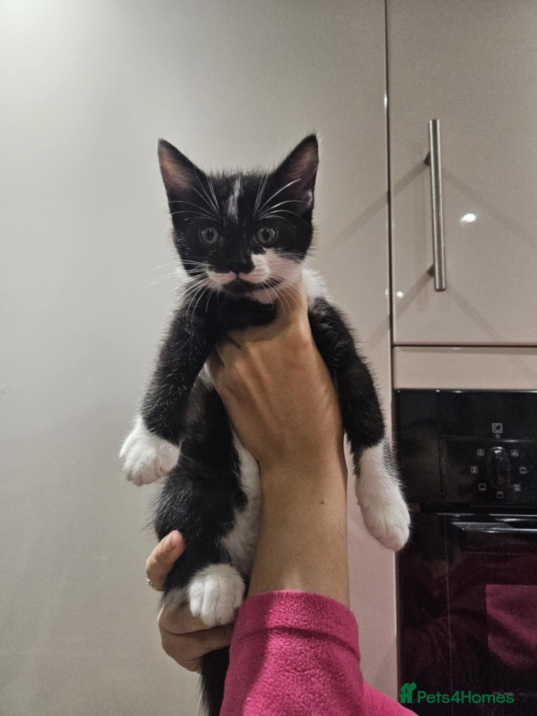 Mixed Breed cats for sale: kittens - Image 3