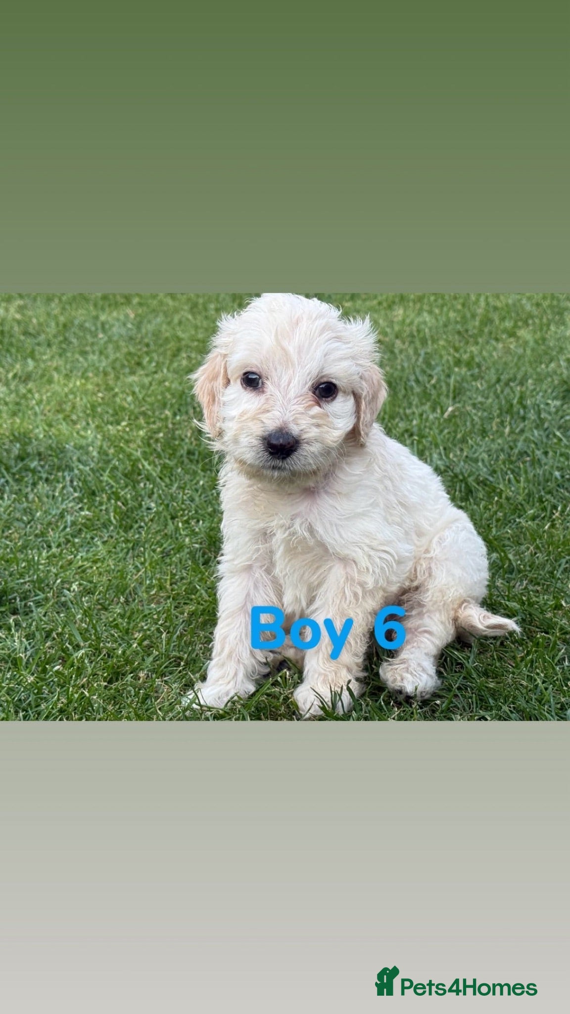 Mini Goldendoodle dogs  Beautiful Miniature golden puppies puppies ready - Advert 2