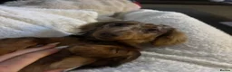 Miniature Dachshund dogs for sale: miniature long hair dachshund  in Inverurie - Advert 12