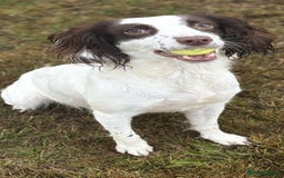 Cocker Spaniel dogs for sale: 💙Adorable Cocker spaniel puppies❤️ - Advert 1