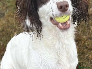 Cocker Spaniel dogs 💙Adorable Cocker spaniel puppies❤️ - Advert 13