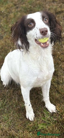 Cocker Spaniel dogs 💙Adorable Cocker spaniel puppies❤️ - Advert 5