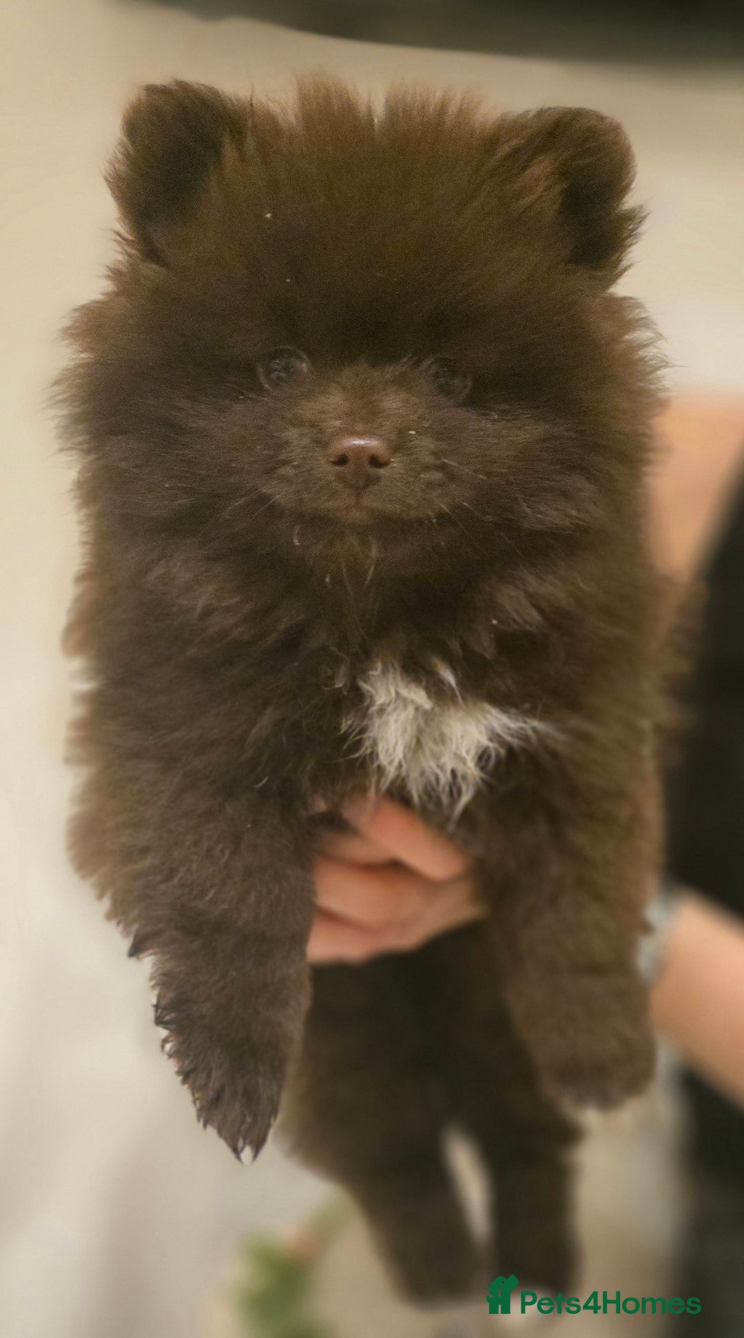 Pomeranian dogs for sale: Stunningly beautiful Pomeranian babies - Advert 29