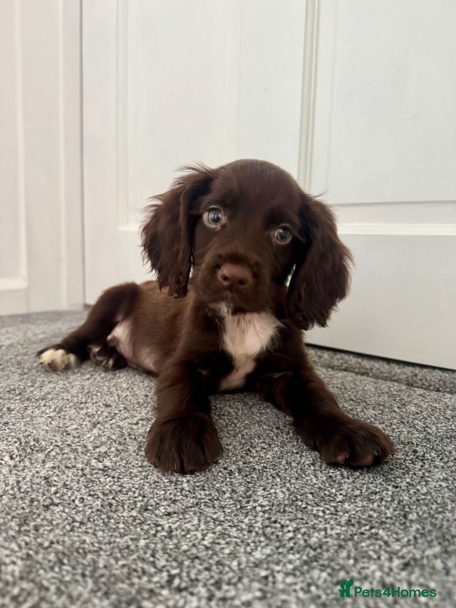 Cockapoo dogs 11 week old cockapoo - Advert 1