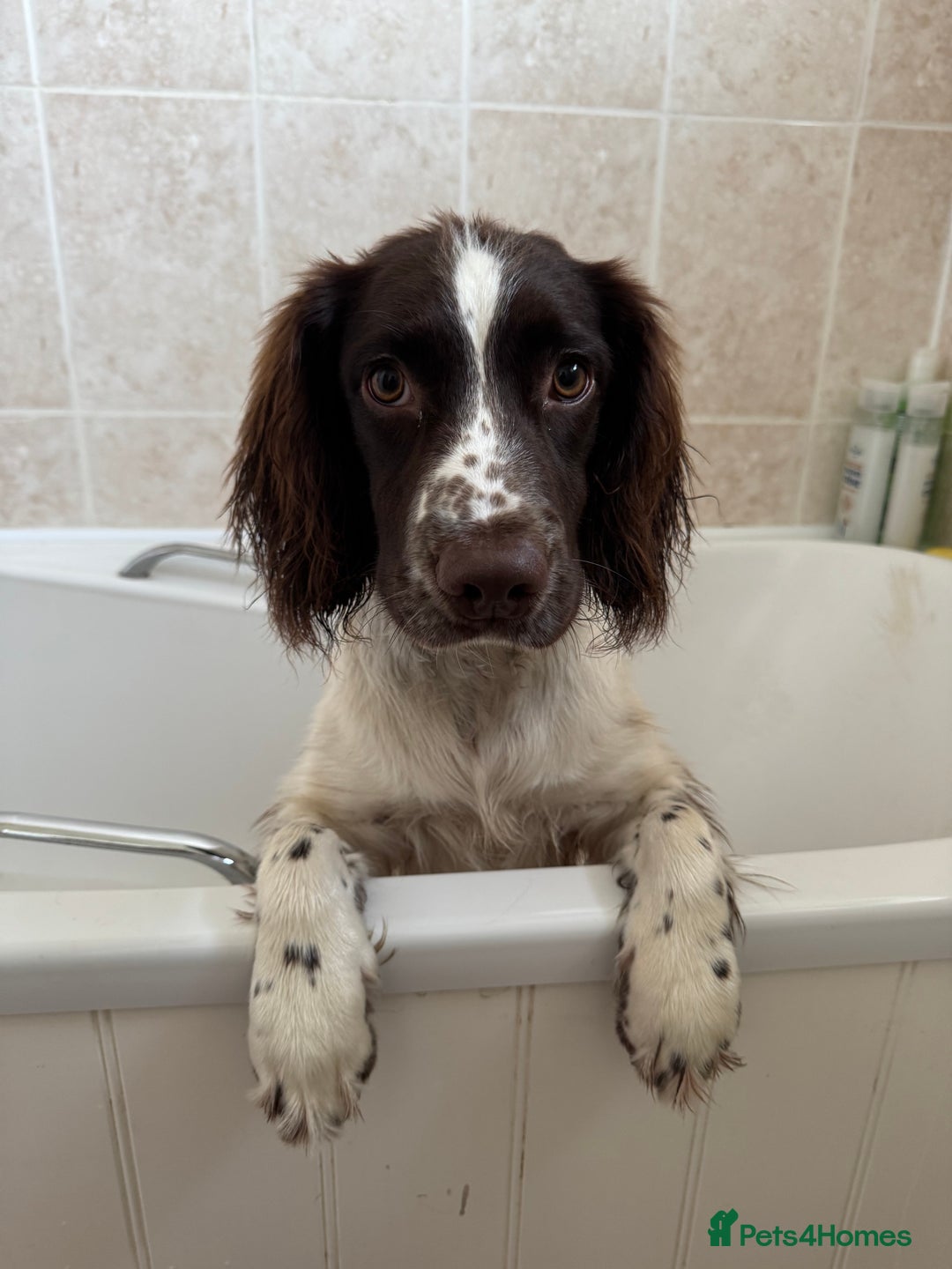 English Springer Spaniel dogs for sale: Sussie  - Advert 3
