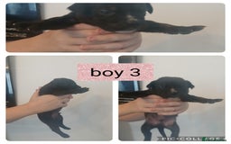 Mixed Breed dogs for sale: Beautiful mastiff cross pups - Image 22