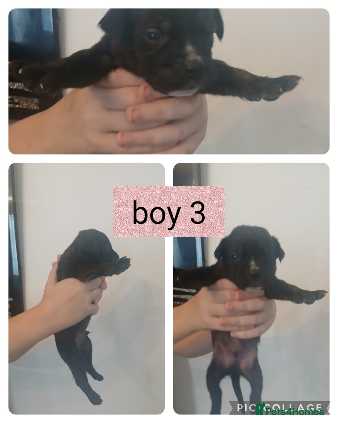Mixed Breed dogs for sale: Beautiful mastiff cross pups - Image 22