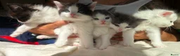 Ragdoll cats for sale: 🐾 5 Beautiful Ragdoll Cross Kittens 🐾 in Southampton - Advert 10