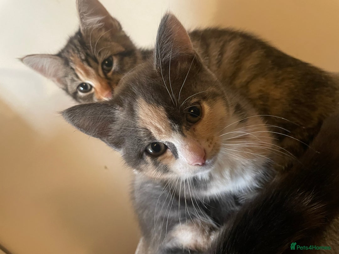 Domestic Shorthair cats for sale: 5 beautiful kittens  - Image 9