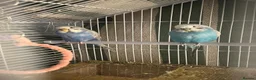 Budgerigars birds for sale: violet female budgie with free outdoor cage - Advert 1