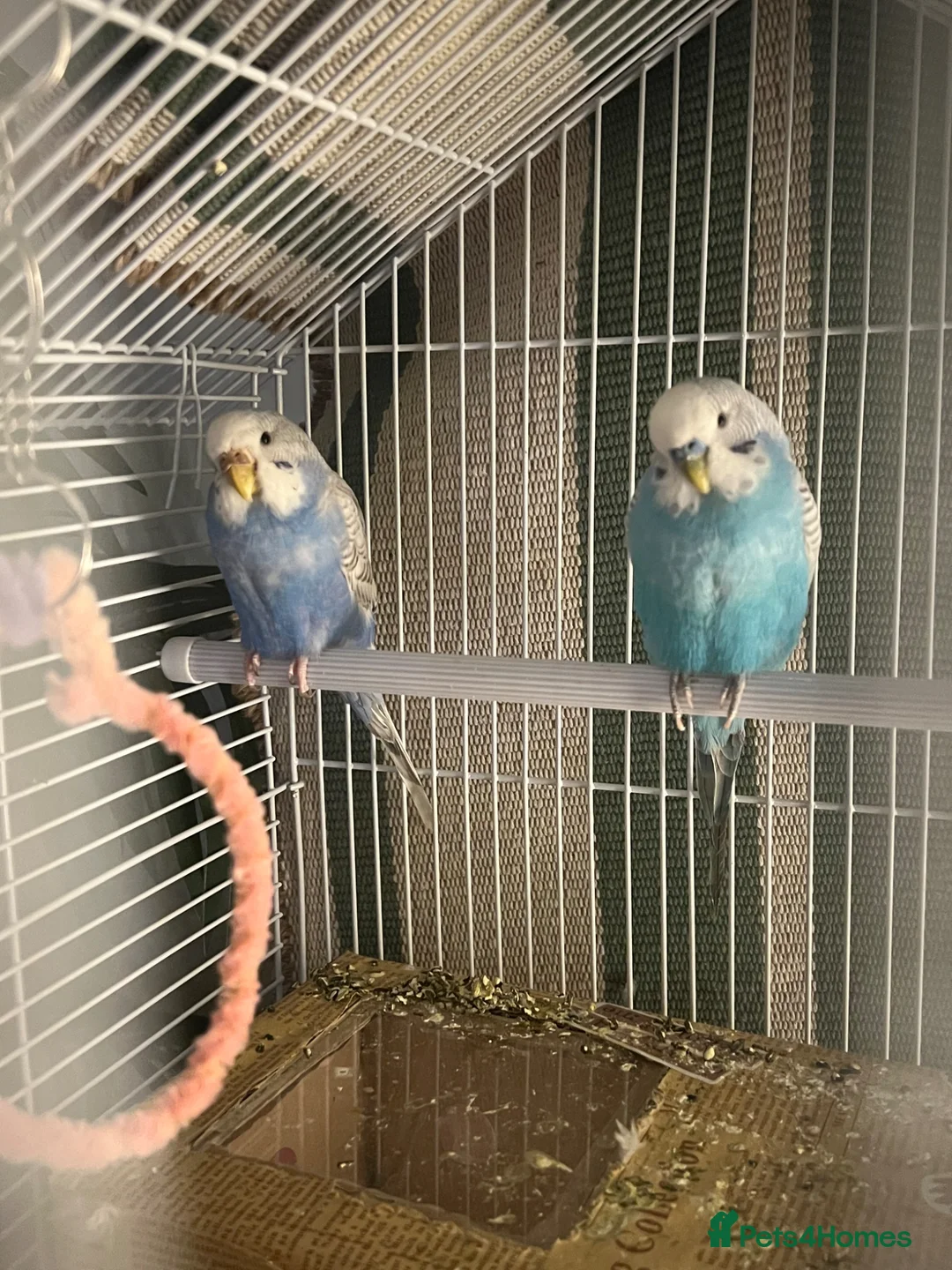 Budgerigars birds for sale: violet female budgie with free outdoor cage - Advert 1