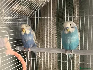Budgerigars birds violet female budgie with free outdoor cage - Advert 1